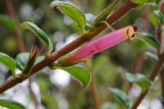 Columnea ovatifolia