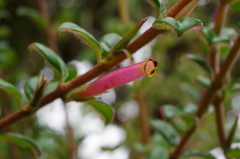 Columnea ovatifolia