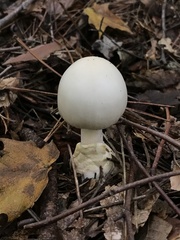 Amanita magnivelaris