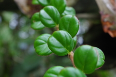 Columnea ovatifolia