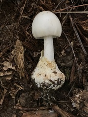 Amanita magnivelaris
