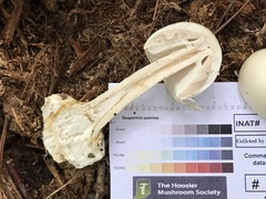 Amanita magnivelaris