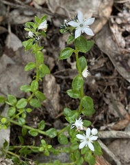 Orianthera serpyllifolia serpyllifolia