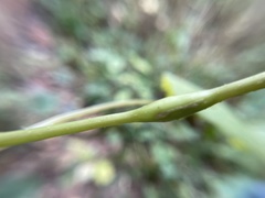 Neolasioptera laporteae