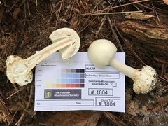 Amanita magnivelaris