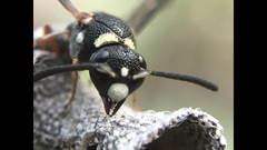 Parancistrocerus minimoferus