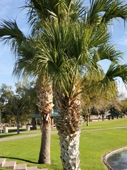 Washingtonia robusta