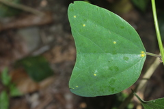 Passiflora micropetala