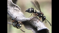 Parancistrocerus minimoferus