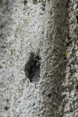 Scopodes
