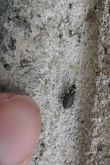 Scopodes