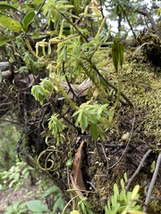 Peperomia leptophylla