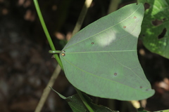 Passiflora micropetala