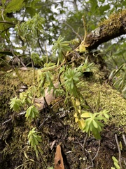 Peperomia leptophylla