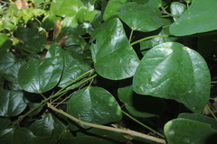 Passiflora micropetala