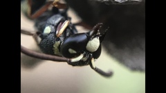 Parancistrocerus minimoferus