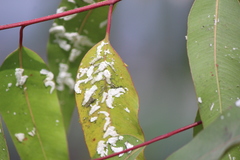 Eucalyptolyma maideni