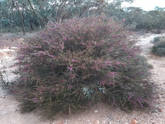 Melaleuca wilsonii