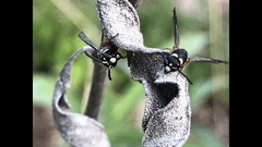 Parancistrocerus minimoferus
