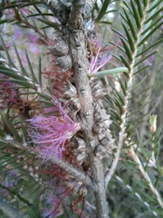 Melaleuca wilsonii