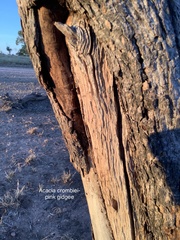 Acacia crombiei