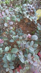Loropetalum