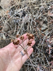 Eriogonum heracleoides leucophaeum