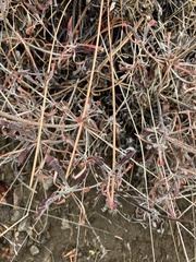 Eriogonum heracleoides leucophaeum