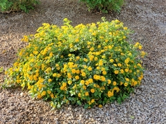 Lantana × hybrida