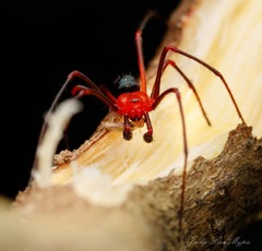 Dimidamus dimidiatus