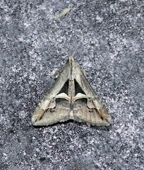 Melipotis bisinuata