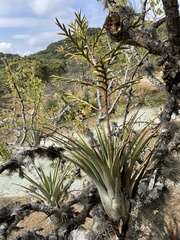 Tillandsia makoyana