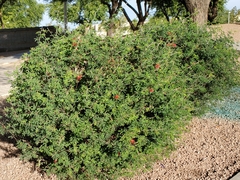 Calliandra californica