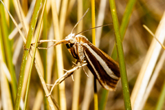 Orocrambus siriellus