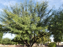 Prosopis juliflora
