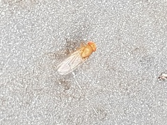 Drosophila immigrans