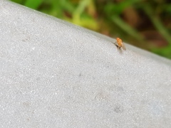 Drosophila immigrans