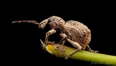 Leptopius tetraphysodes