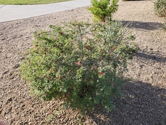 Calliandra californica