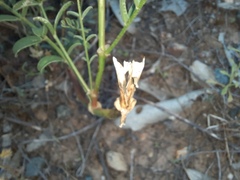 Swainsona procumbens