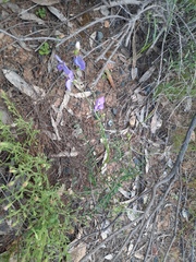 Swainsona procumbens