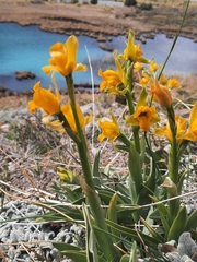 Chloraea alpina