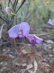 Swainsona procumbens