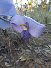 Swainsona procumbens