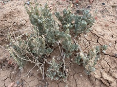 Atriplex obovata