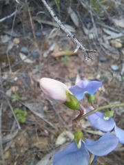 Swainsona procumbens