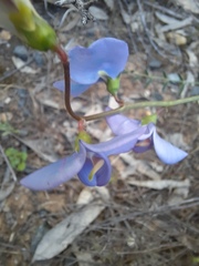 Swainsona procumbens