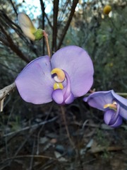 Swainsona procumbens