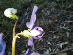 Swainsona procumbens