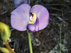 Swainsona procumbens